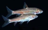 Barbus_bimaculatus.jpg