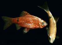 Barbus_conchonius_3.jpg